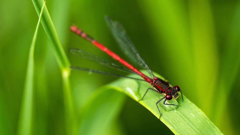 Damselfly with bright red body on green vegetation.